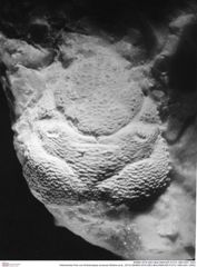 Historisches Foto von Ambulocapsa novacula (Robins et al., 2013) (NHMW-AFW-GEO-BACHMAYER-FOTO-1990-0041-2483)